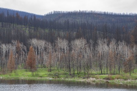 Kilometers bos verbrand aan het Loon lake